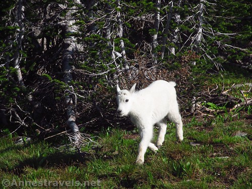 Baby mountain goat along the Hidden Lake Trail, Montana